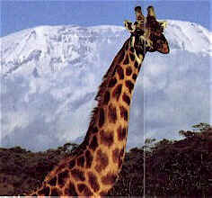 girafe and mt. Kilimanjaro