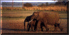 elephants.gif (56796 bytes)